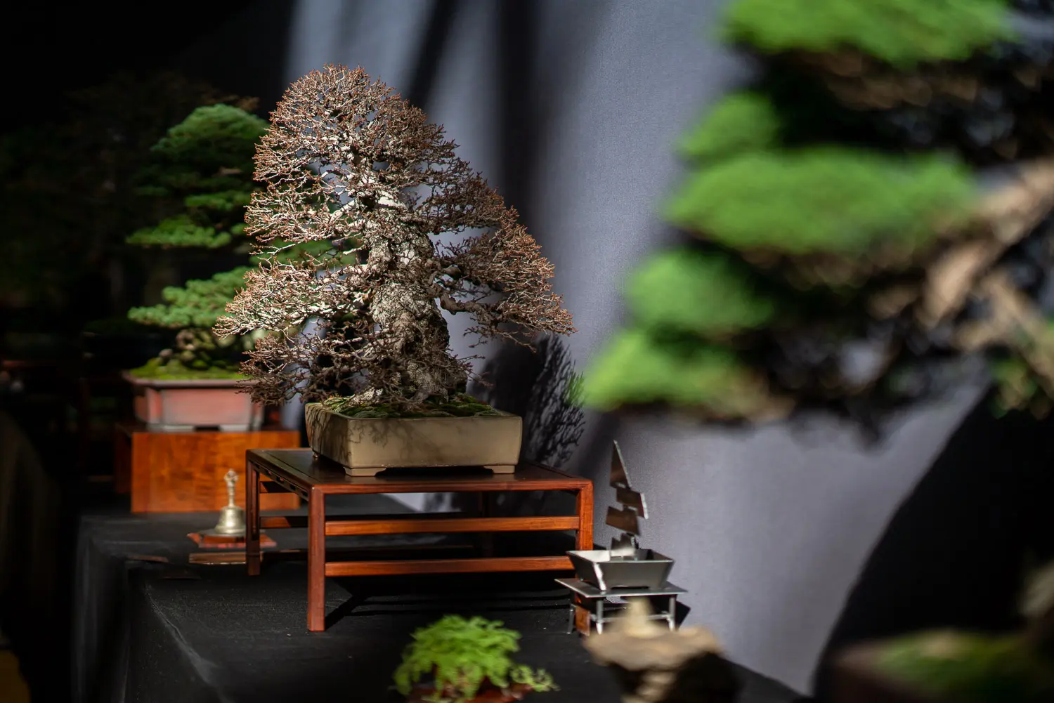 A bonsai display at the Pacific Bonsai Expo 2024